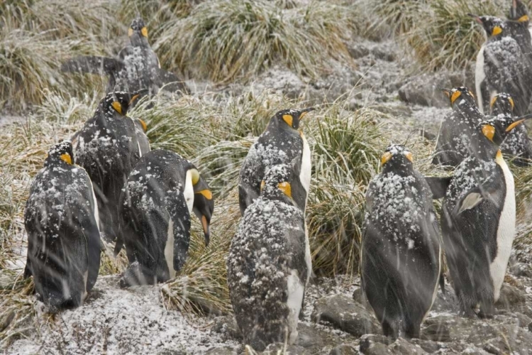 Picture of SOUTH GEORGIA ISL, KING PENGUINS IN SNOWSTORM