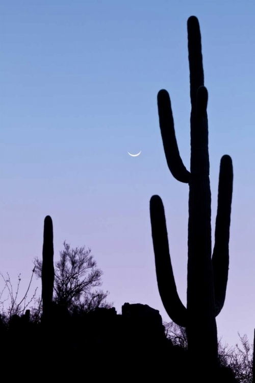 Picture of AZ, TUCSON SAGUARO CACTUS WITH CRESCENT MOON