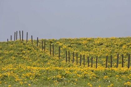 Picture of MT, ROCKY MTS BALSAMROOT IN FIELD WITH FENCE