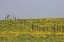 Picture of MT, ROCKY MTS BALSAMROOT IN FIELD WITH FENCE