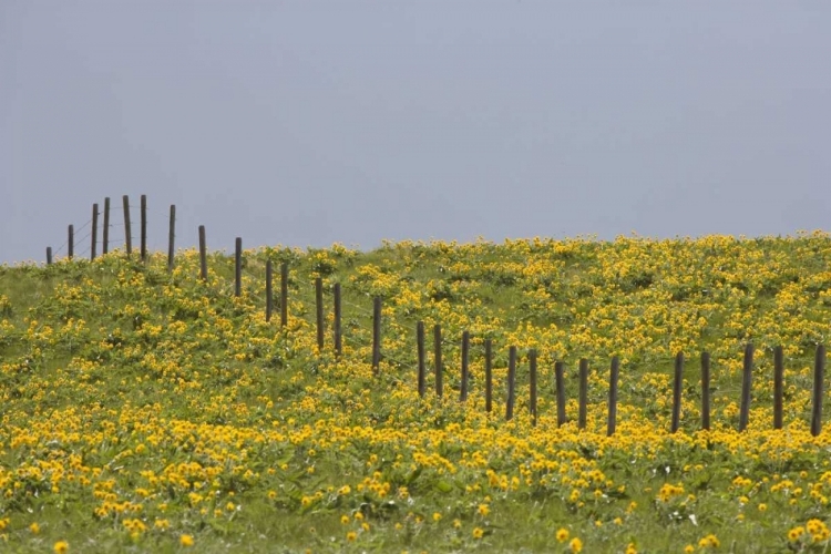 Picture of MT, ROCKY MTS BALSAMROOT IN FIELD WITH FENCE