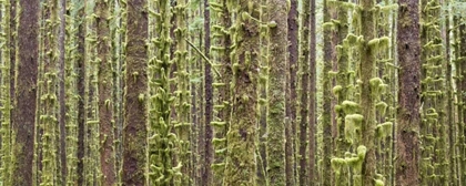 Picture of WA, OLYMPIC NP TREES IN HOH RIVER RAINFOREST