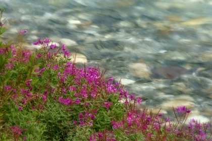 Picture of CANADA, KOOTENAY NP FIREWEED GROWS BY STREAM
