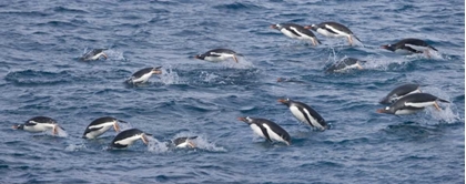 Picture of SOUTH GEORGIA ISLAND GENTOO PENGUINS LEAPING