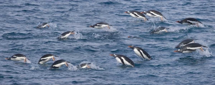 Picture of SOUTH GEORGIA ISLAND GENTOO PENGUINS LEAPING