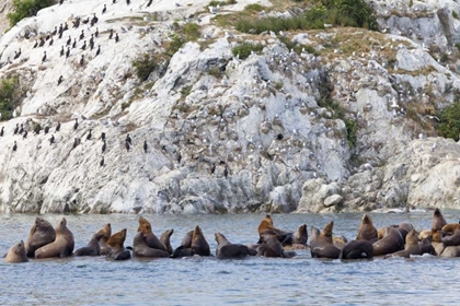 Picture of AK, GLACIER BAY NP RESTING STELLER SEA LIONS