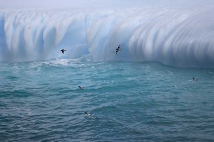 Picture of SOUTH GEORGIA ISLAND CAPE PETRELS BY ICEBERG