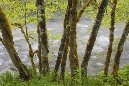 Picture of WA, CASCADE MTS BECKLER RIVER THROUGH MAPLES