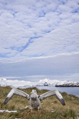 Picture of SOUTH GEORGIA ISL WANDERING ALBATROSS CHICK