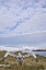Picture of SOUTH GEORGIA ISL WANDERING ALBATROSS CHICK