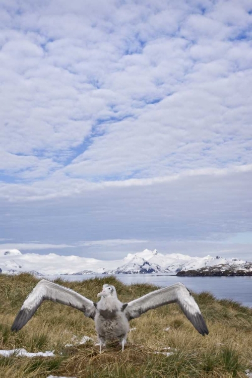 Picture of SOUTH GEORGIA ISL WANDERING ALBATROSS CHICK