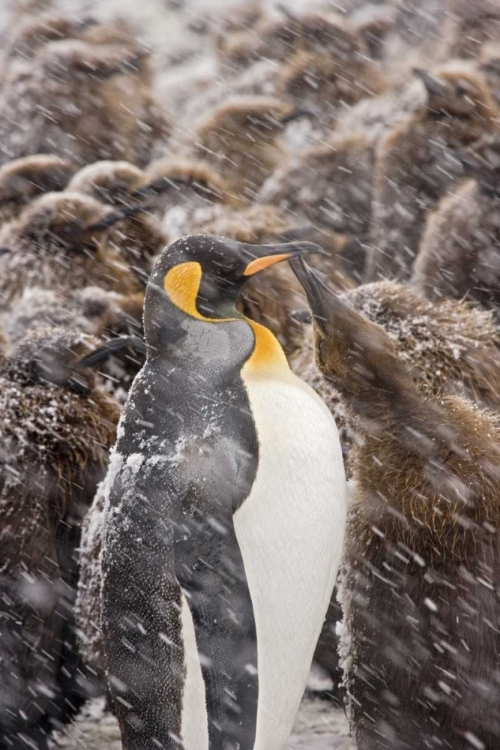 Picture of SOUTH GEORGIA ISL, KING PENGUIN BEGS FOR FOOD