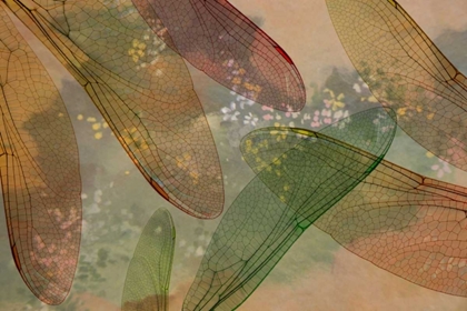 Picture of MONTAGE ABSTRACT OF DRAGONFLY WINGS AND FLOWER