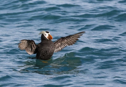 Picture of ALASKA, GLACIER BAY NP TUFTED PUFFIN IN WATER