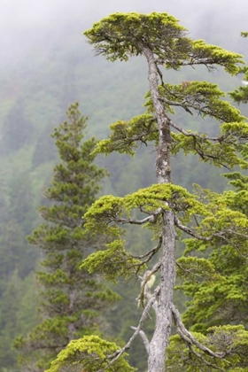 Picture of ALASKA, GLACIER BAY NP HEMLOCK TREE IN FOREST