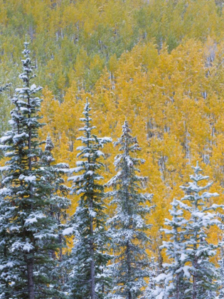 Picture of COLORADO, GRAND MESA EARLY SNOWFALL ON FOREST