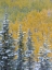 Picture of COLORADO, GRAND MESA EARLY SNOWFALL ON FOREST