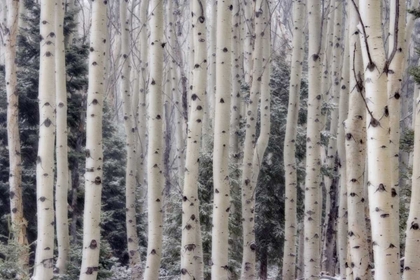 Picture of USA, UTAH ASPEN TREES IN HELLS BACKBONE AREA