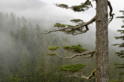 Picture of USA, WASHINGTON, MOUNT RAINIER NP TREE IN FOG