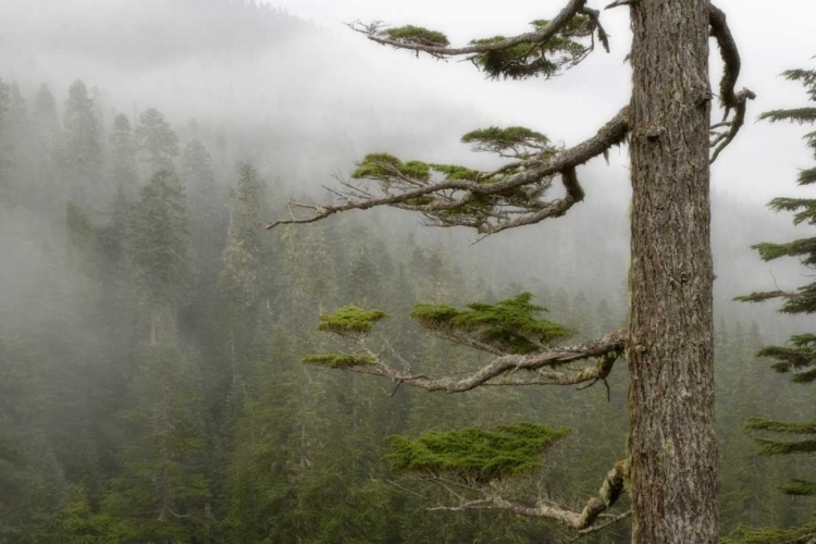 Picture of USA, WASHINGTON, MOUNT RAINIER NP TREE IN FOG