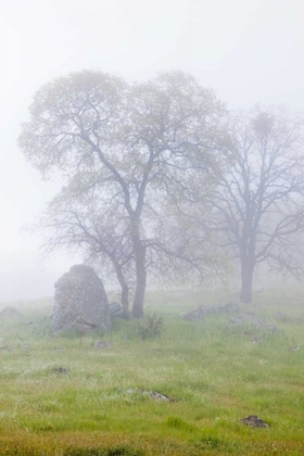 Picture of CALIFORNIA, BULLION MOUNTAIN OAK TREES IN FOG