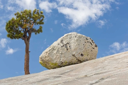 Picture of CALIFORNIA, YOSEMITE NP PINE TREE AND BOULDER
