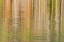 Picture of IDAHO FALL REFLECTIONS RIPPLE ON REDFISH LAKE