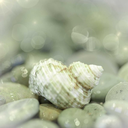 Picture of WASHINGTON, SEABECK SEA SHELL AND BEACH ROCKS