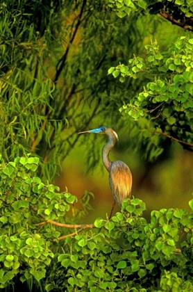 Picture of TEXAS TRICOLORED HERON PERCHED IN TREES