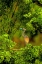 Picture of TEXAS TRICOLORED HERON PERCHED IN TREES