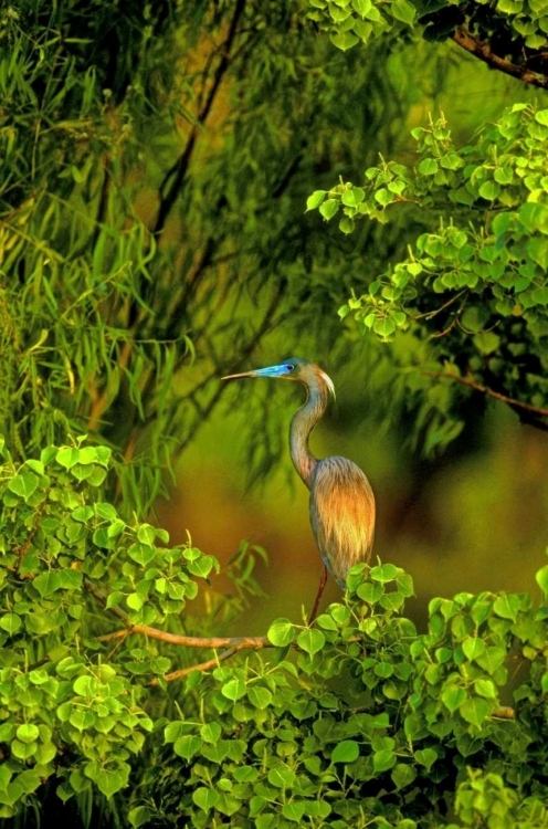Picture of TEXAS TRICOLORED HERON PERCHED IN TREES