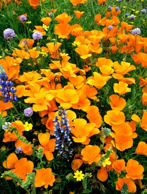 Picture of CA, GORMAN FIELD OF POPPIES AND LUPINES