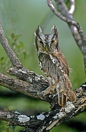 Picture of TX, MCALLEN EASTERN SCREECH OWL PERCHED