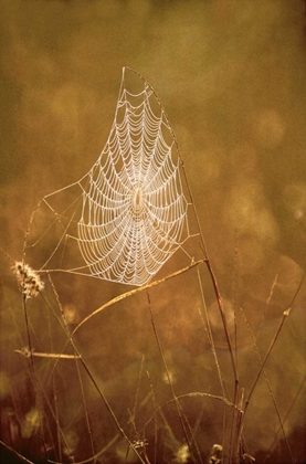 Picture of TX, RIO GRANDE VALLEY BACKLIT SPIDER WEB