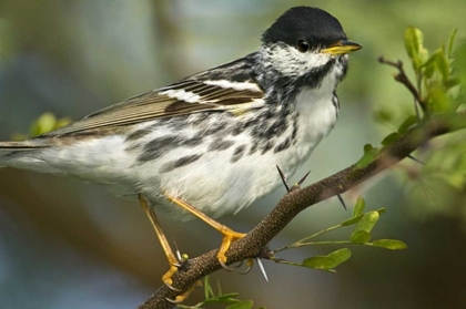 Picture of TX, BLACKPOLL WARBLER IN BREEDING PLUMAGE