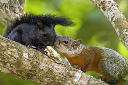 Picture of MEXICO, TAMAULIPAS RED-BELLIED SQUIRRELS