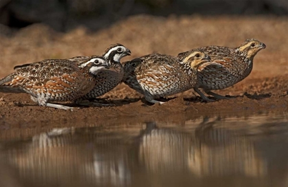 Picture of TEXAS NORTHERN BOBWHITES GATHER AT A POND