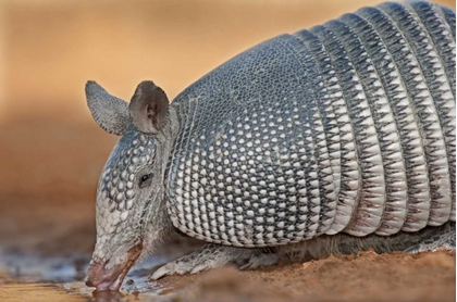 Picture of TEXAS WILD NINE-BANDED ARMADILLO DRINKING