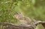 Picture of TEXAS, MEXICAN GROUND SQUIRREL EATING LEAF