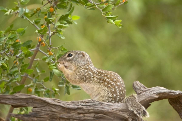 Picture of TEXAS, MEXICAN GROUND SQUIRREL EATING LEAF