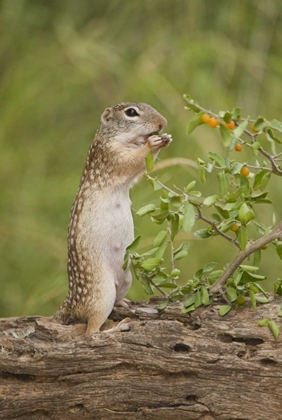 Picture of TEXAS, MEXICAN GROUND SQUIRREL EATING LEAF