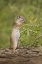 Picture of TEXAS, MEXICAN GROUND SQUIRREL EATING LEAF