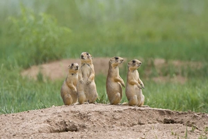 Picture of UT, BRYCE CANYON UTAH PRAIRIE DOGS BY DEN