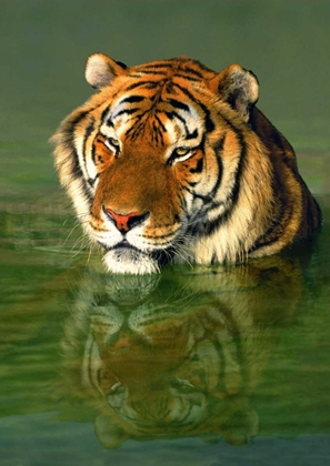 Picture of CA, LOS ANGELES CO, BENGAL TIGER IN WATER