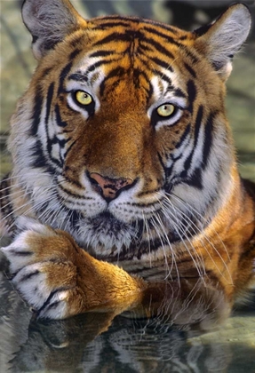 Picture of CA, LOS ANGELES CO, BENGAL TIGER IN WATER