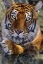 Picture of CA, LOS ANGELES CO, BENGAL TIGER IN WATER