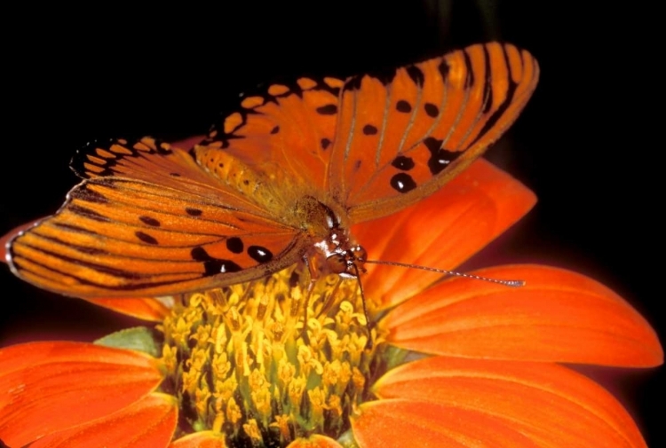 Picture of CAPTIVE GULF FRITILLARY BUTTERFLY ON FLOWER