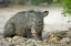 Picture of TX, RIO GRANDE VALLEY JAVELINAS AMID ROCKS
