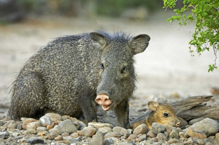 Picture of TX, RIO GRANDE VALLEY JAVELINAS AMID ROCKS