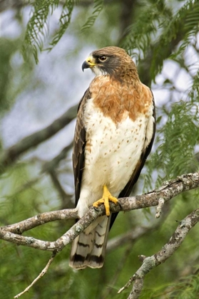 Picture of TX, EDINBURGH SWAINSONS HAWK ON TREE LIMB